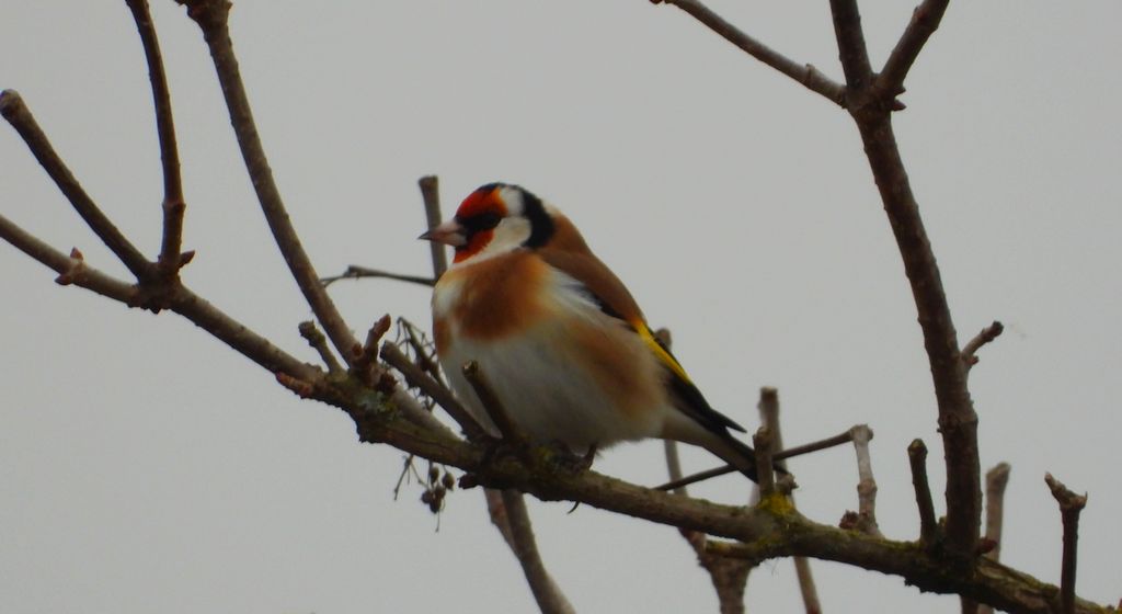 Szczygieł (Carduelis carduelis)