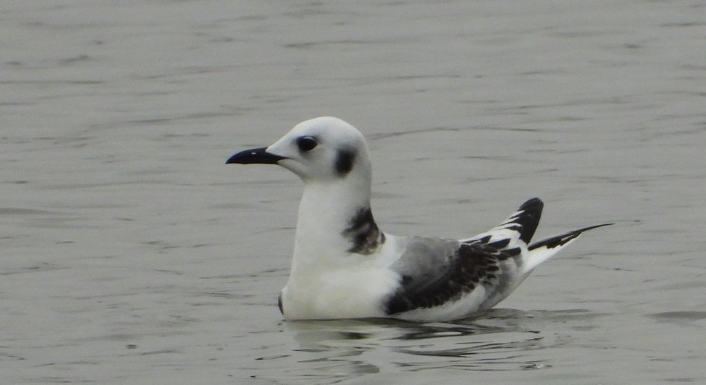 Mewa trójpalczasta (Rissa tridactyla)