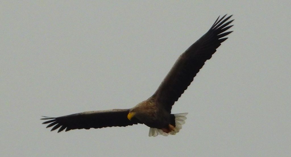 Bielik, orzeł bielik, birkut (Haliaeetus albicilla)