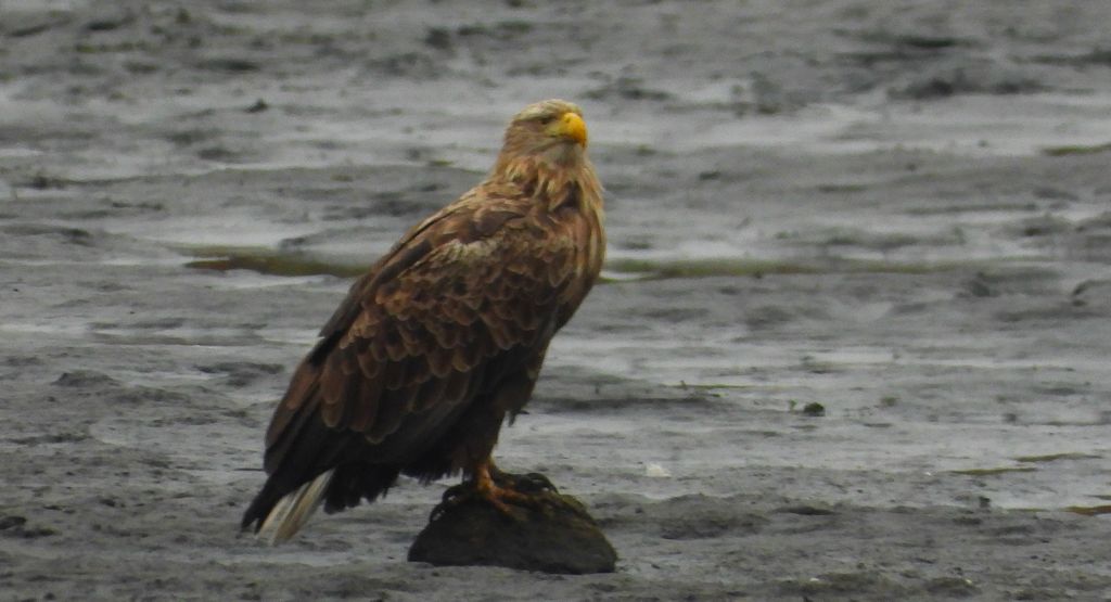 Bielik, orzeł bielik, birkut (Haliaeetus albicilla)
