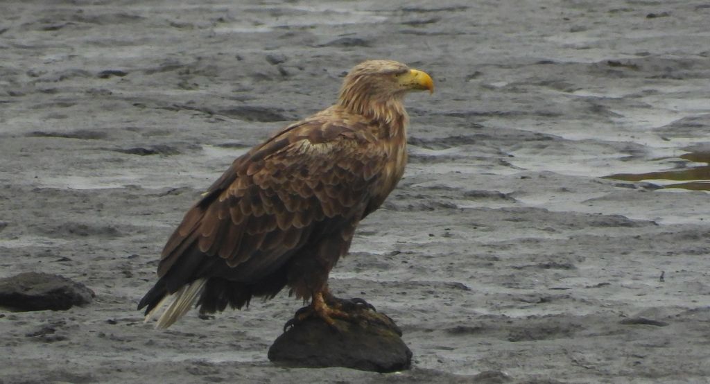 Bielik, orzeł bielik, birkut (Haliaeetus albicilla)