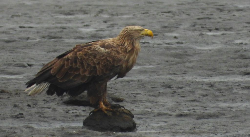 Bielik, orzeł bielik, birkut (Haliaeetus albicilla)