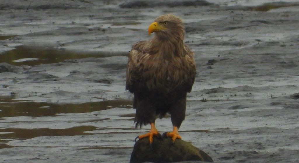 Bielik, orzeł bielik, birkut (Haliaeetus albicilla)