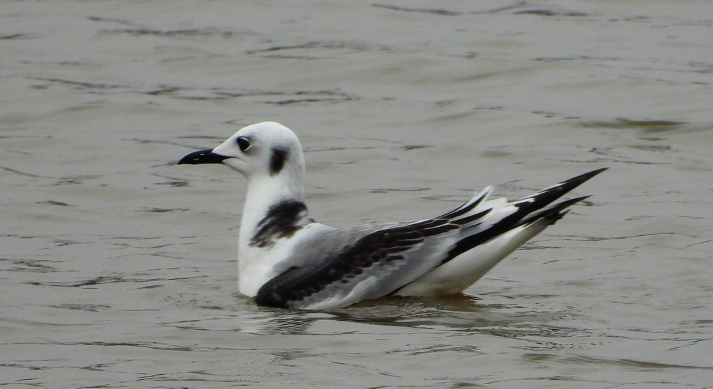 Mewa trójpalczasta (Rissa tridactyla)