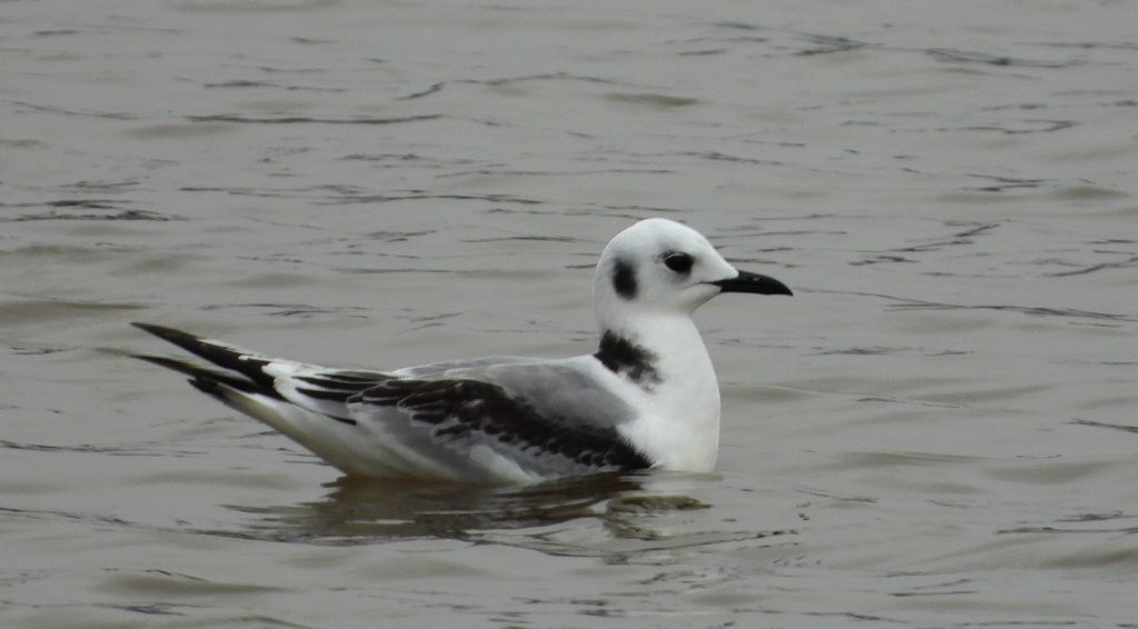 Mewa trójpalczasta (Rissa tridactyla)