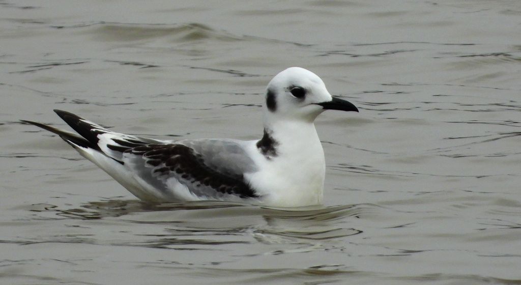 Mewa trójpalczasta (Rissa tridactyla)