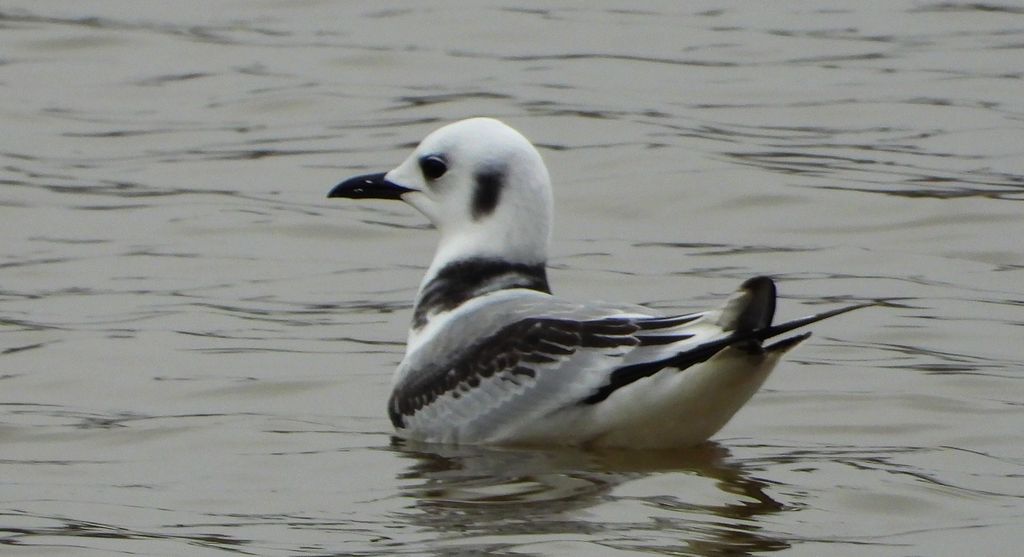 Mewa trójpalczasta (Rissa tridactyla)