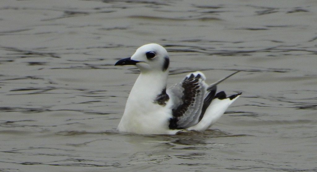 Mewa trójpalczasta (Rissa tridactyla)