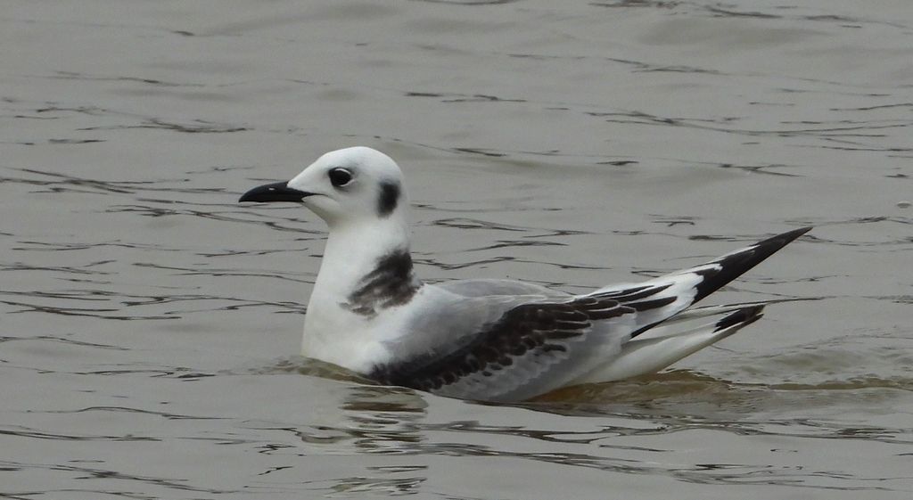 Mewa trójpalczasta (Rissa tridactyla)