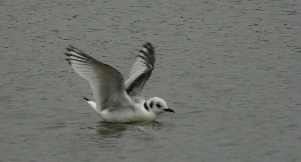 Mewa trójpalczasta (Rissa tridactyla)