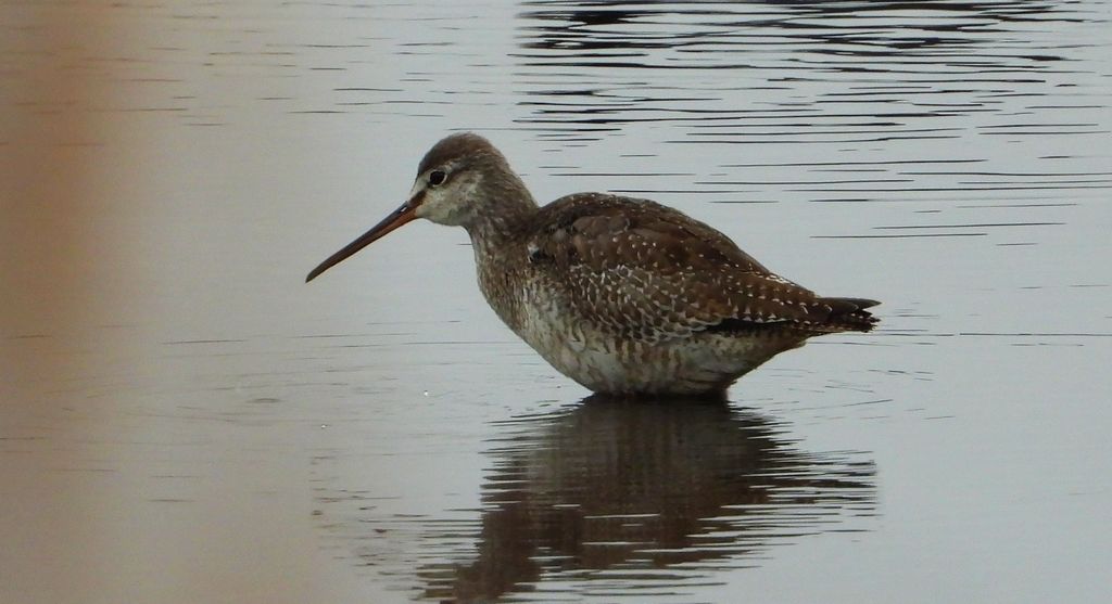 Brodziec śniady (Tringa erythropus)