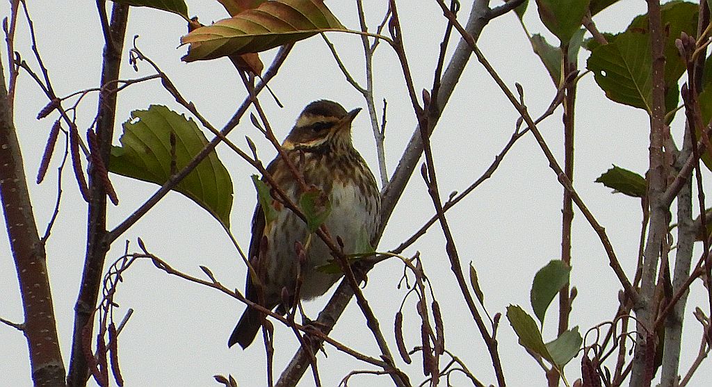 Droździk, drozd rdzawoboczny (Turdus iliacus)