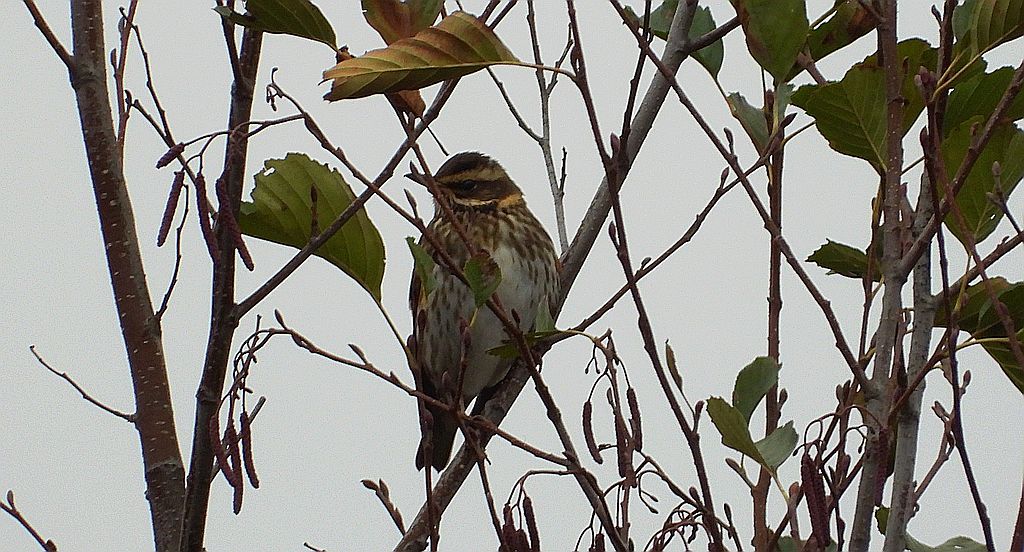 Droździk, drozd rdzawoboczny (Turdus iliacus)