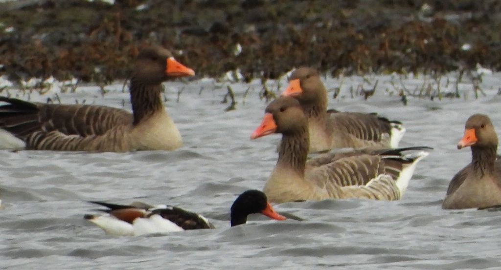 Ohar, podgorzelec, kaczka norowa (Tadorna tadorna)