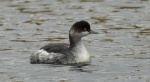 Perkoz zausznik, zausznik (Podiceps nigricollis)