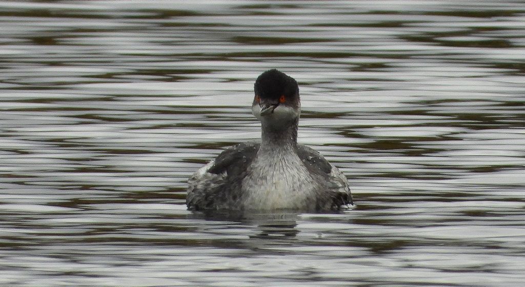 Perkoz zausznik, zausznik (Podiceps nigricollis)