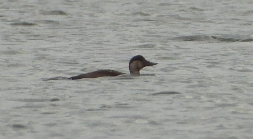 Markaczka (Melanitta nigra)