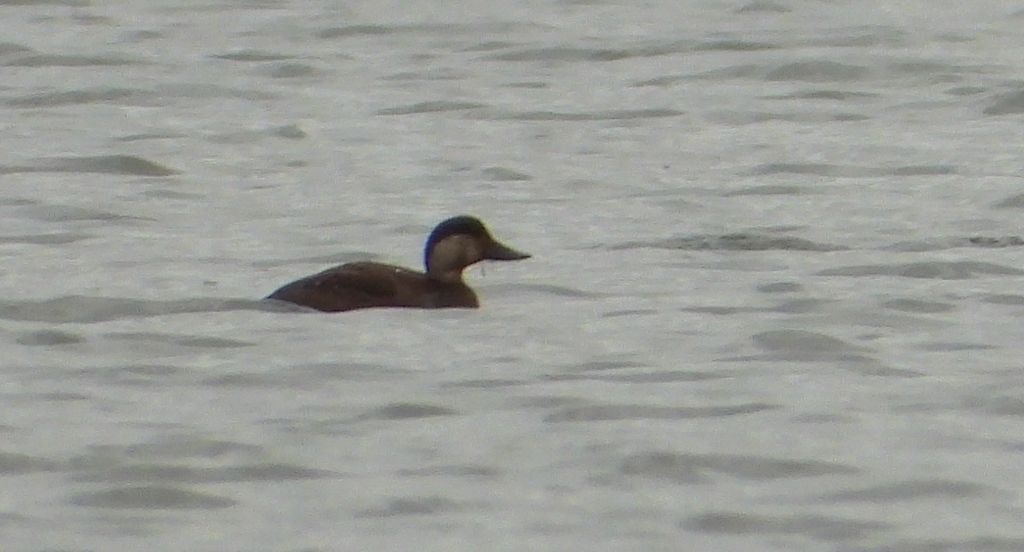 Markaczka (Melanitta nigra)