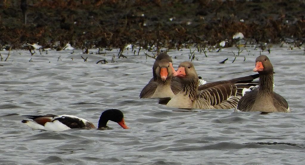 Ohar, podgorzelec, kaczka norowa (Tadorna tadorna)