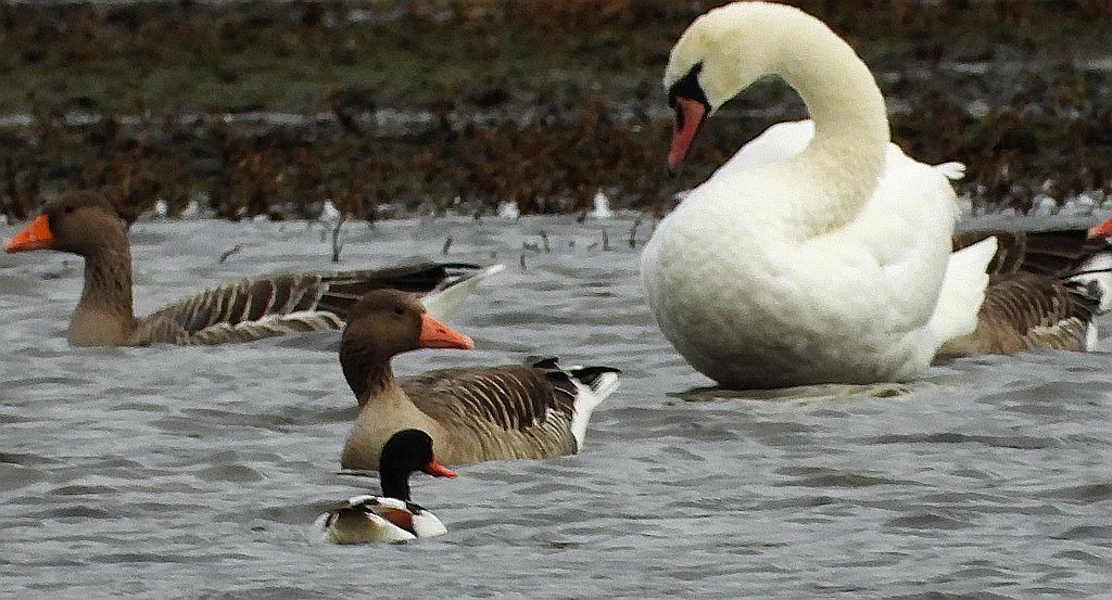 Ohar, podgorzelec, kaczka norowa (Tadorna tadorna)