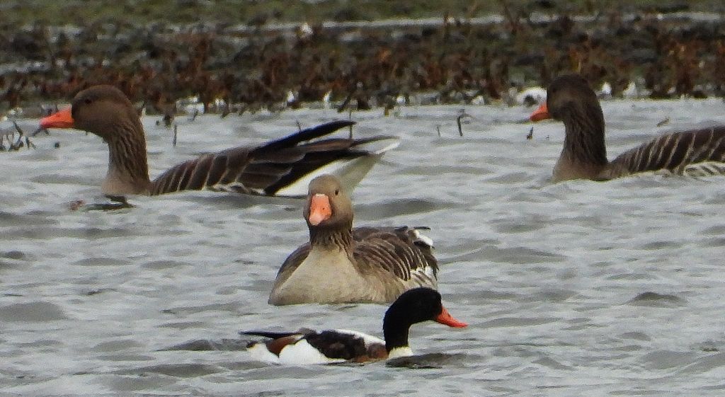 Ohar, podgorzelec, kaczka norowa (Tadorna tadorna)