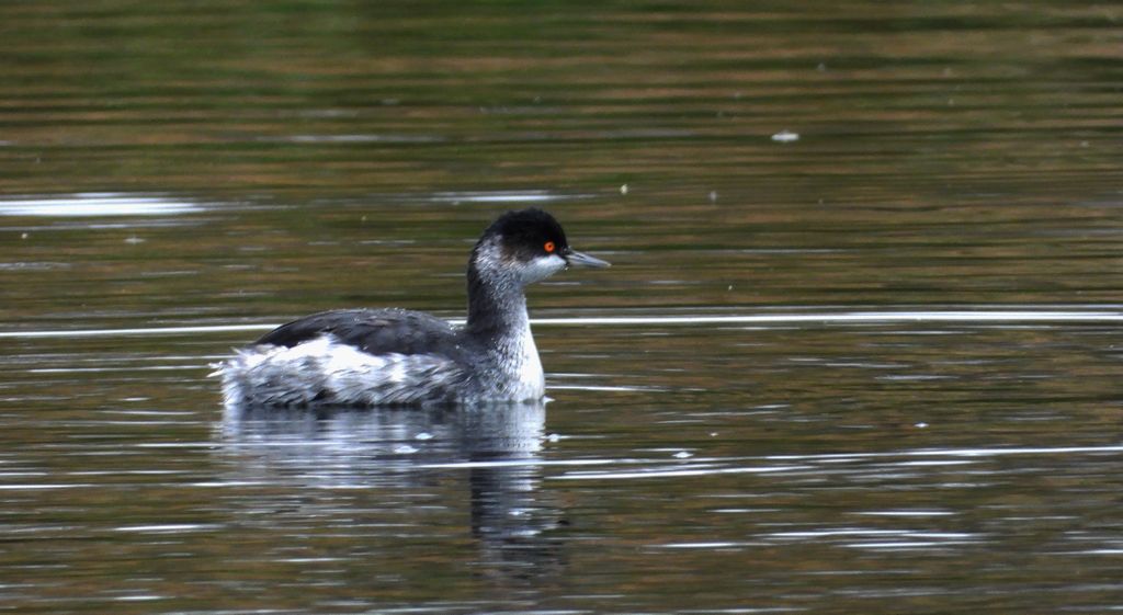 Perkoz zausznik, zausznik (Podiceps nigricollis)