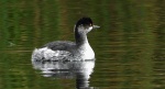 Perkoz zausznik, zausznik (Podiceps nigricollis)