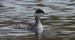 Perkoz zausznik, zausznik (Podiceps nigricollis)