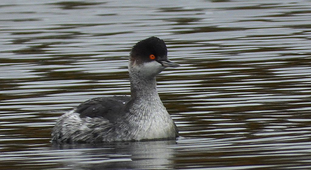 Perkoz zausznik, zausznik (Podiceps nigricollis)