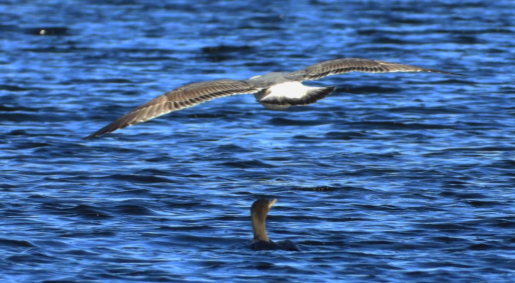 Kormoran, kormoran czarny (Phalacrocorax carbo) i mewa białogłowa (Larus cachinnans)