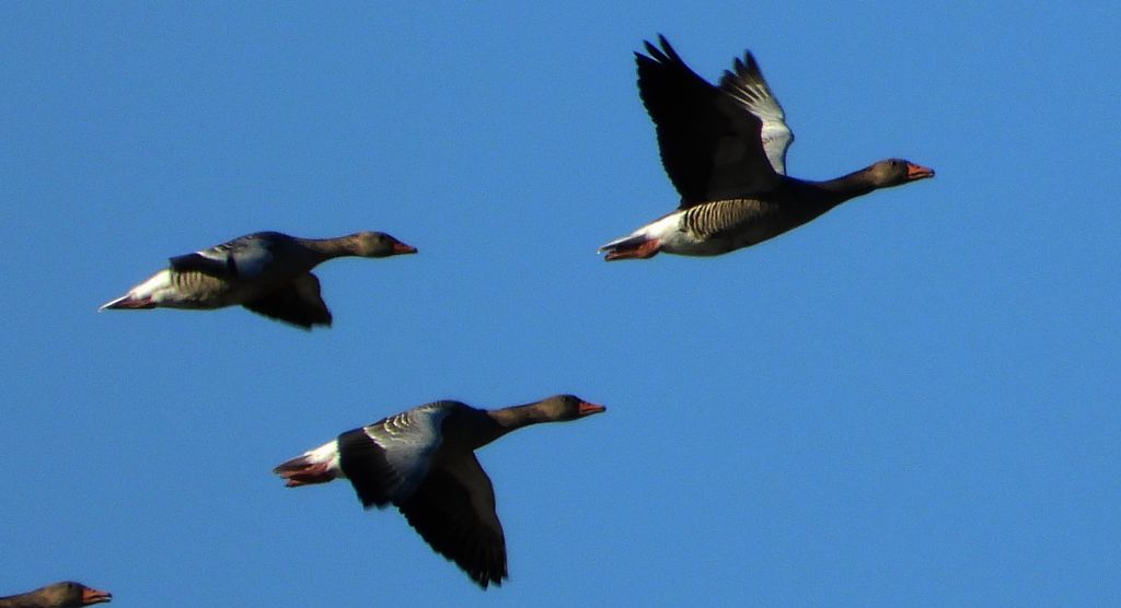 Gęgawa, gęś gęgawa (Anser anser)