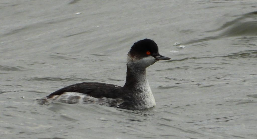 Perkoz zausznik, zausznik (Podiceps nigricollis)