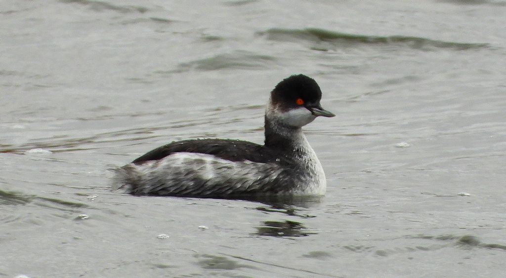 Perkoz zausznik, zausznik (Podiceps nigricollis)