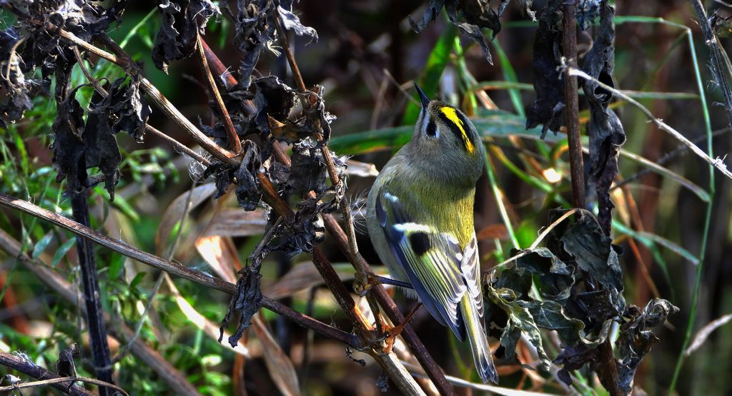 Mysikrólik (Regulus regulus)