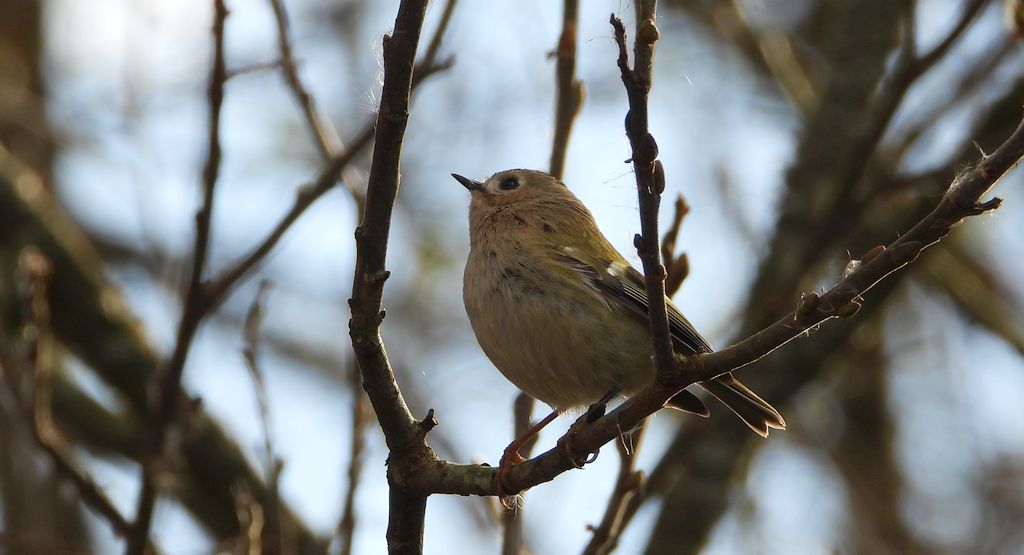 Mysikrólik (Regulus regulus)