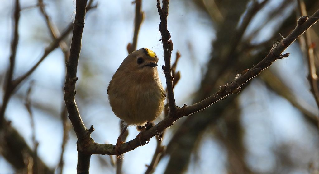 Mysikrólik (Regulus regulus)