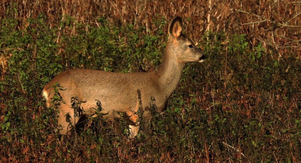 Sarna europejska, sarna (Capreolus capreolus)