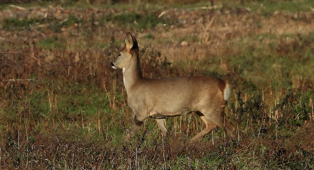 Sarna europejska, sarna (Capreolus capreolus)