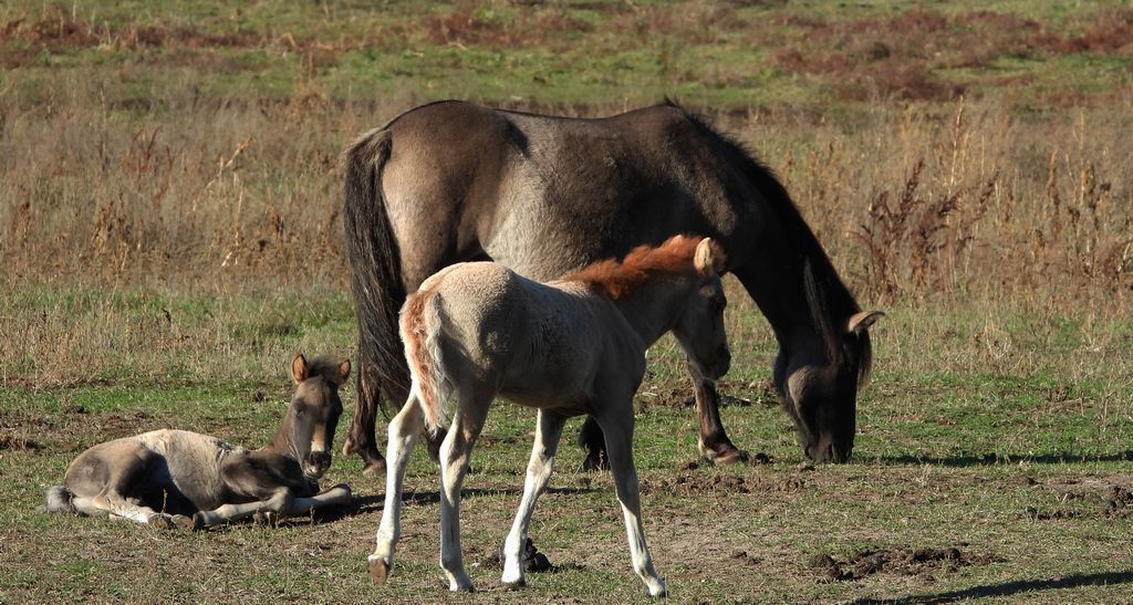 Konik polski, konik biłgorajski