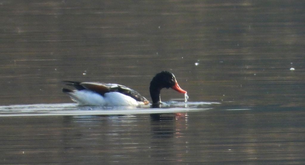 Ohar, podgorzelec, kaczka norowa (Tadorna tadorna)