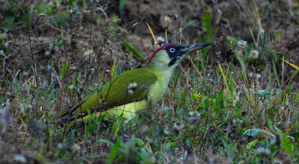 Dzięcioł zielony (Picus viridis)
