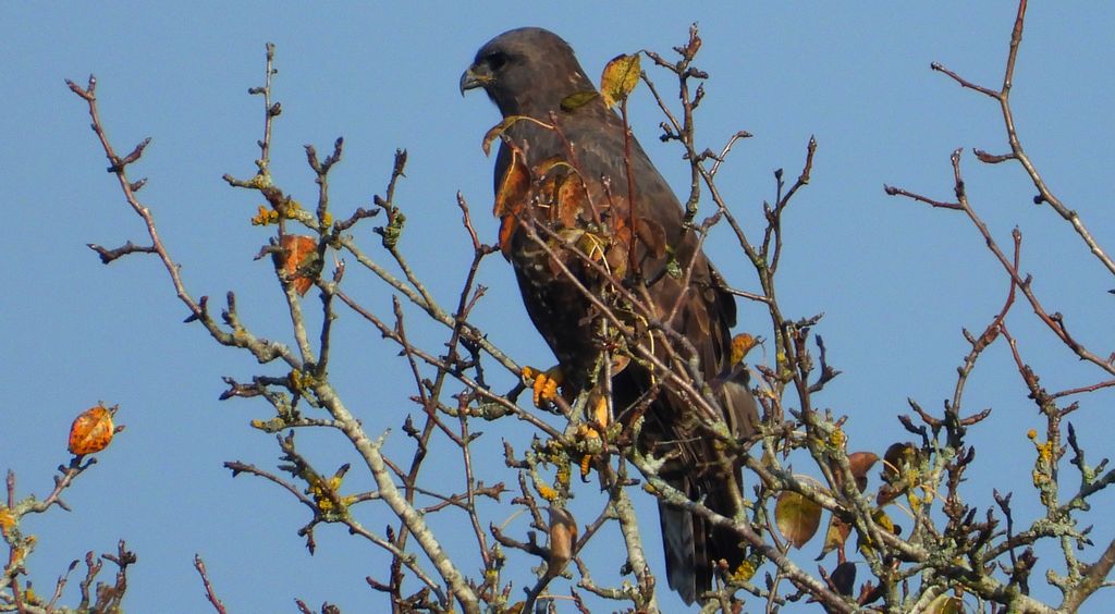 Myszołów, myszołów zwyczajny (Buteo buteo)
