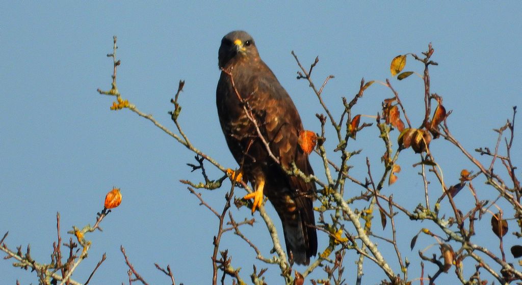 Myszołów, myszołów zwyczajny (Buteo buteo)