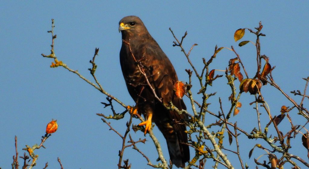 Myszołów, myszołów zwyczajny (Buteo buteo)