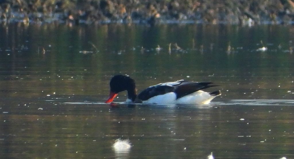 Ohar, podgorzelec, kaczka norowa (Tadorna tadorna)