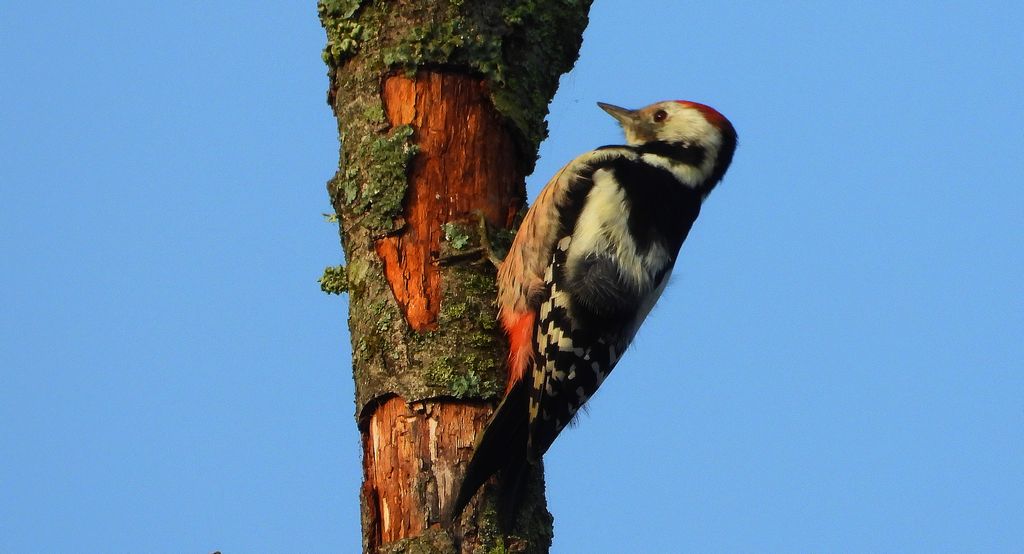 Dzięcioł średni (Dendrocoptes medius)