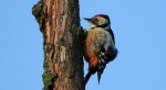 Dzięcioł średni (Dendrocoptes medius)