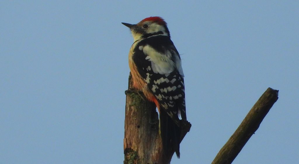 Dzięcioł średni (Dendrocoptes medius)