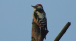 Dzięcioł średni (Dendrocoptes medius)