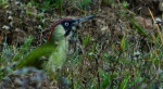 Dzięcioł zielony (Picus viridis)